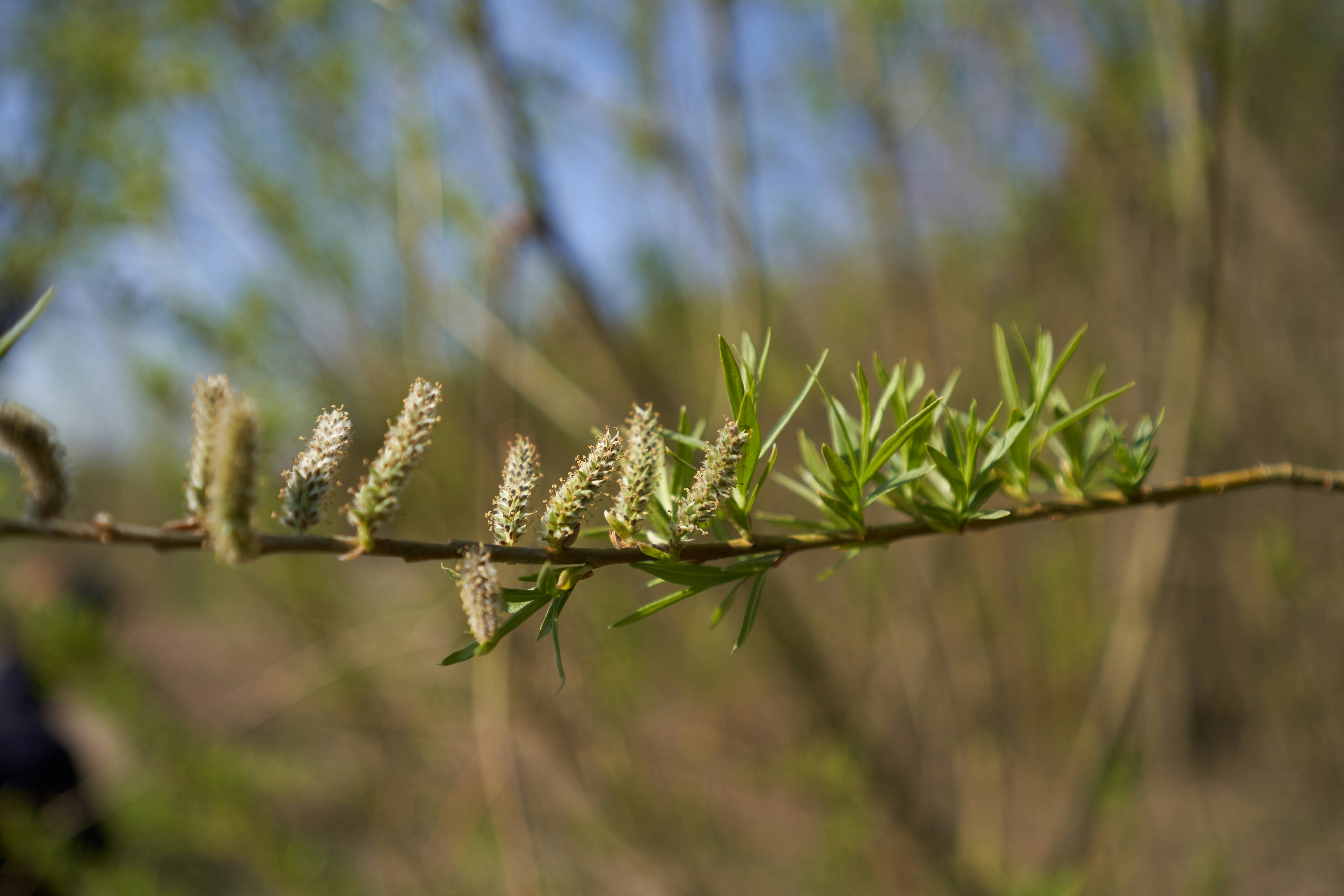 Photo by wolfgang_hasselmann