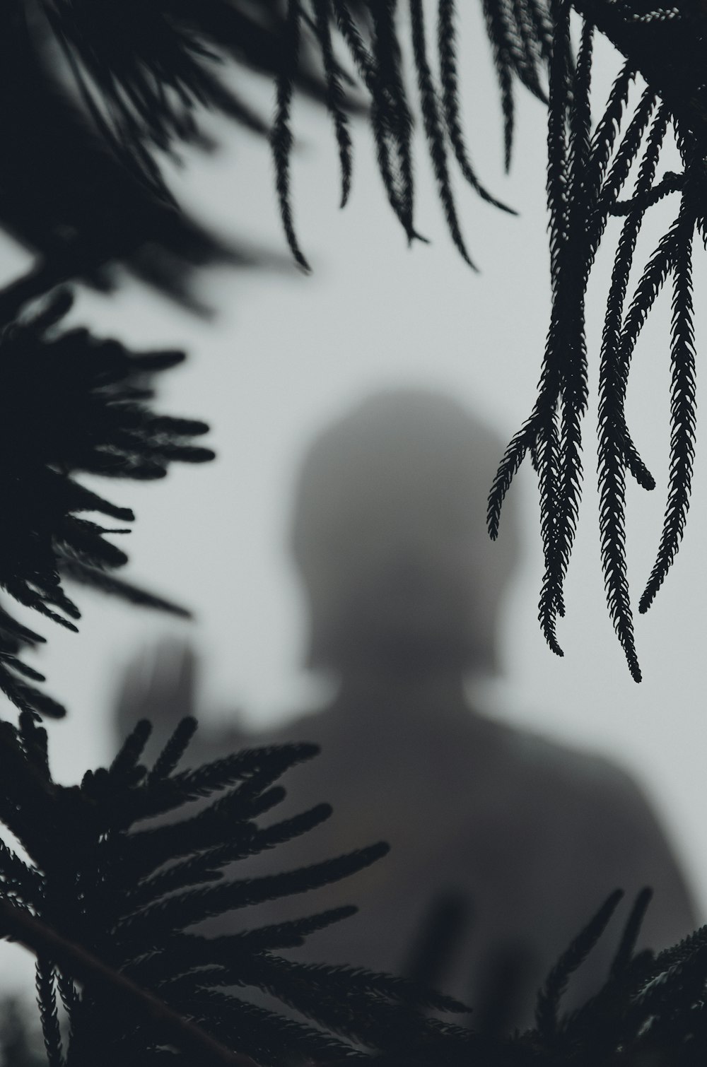 silhouette of person standing near tree