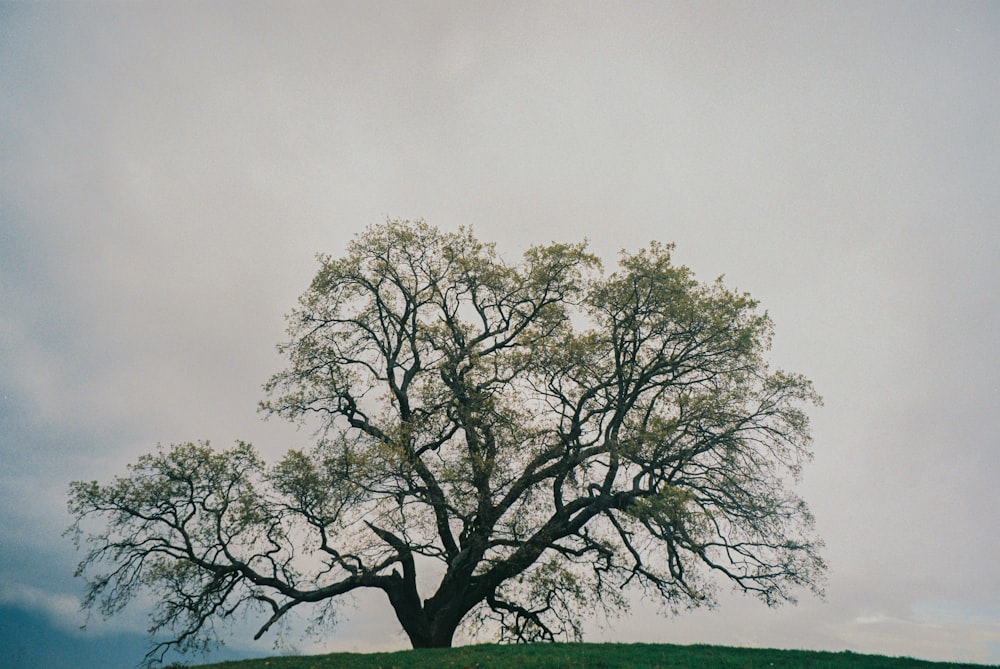 green tree under white sky