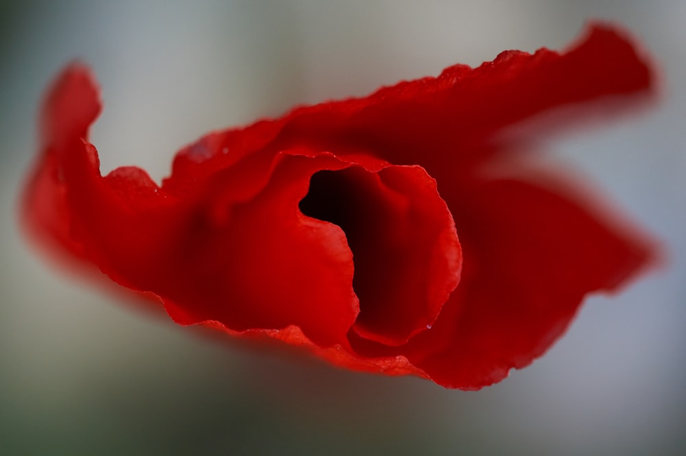 red rose in close up photography