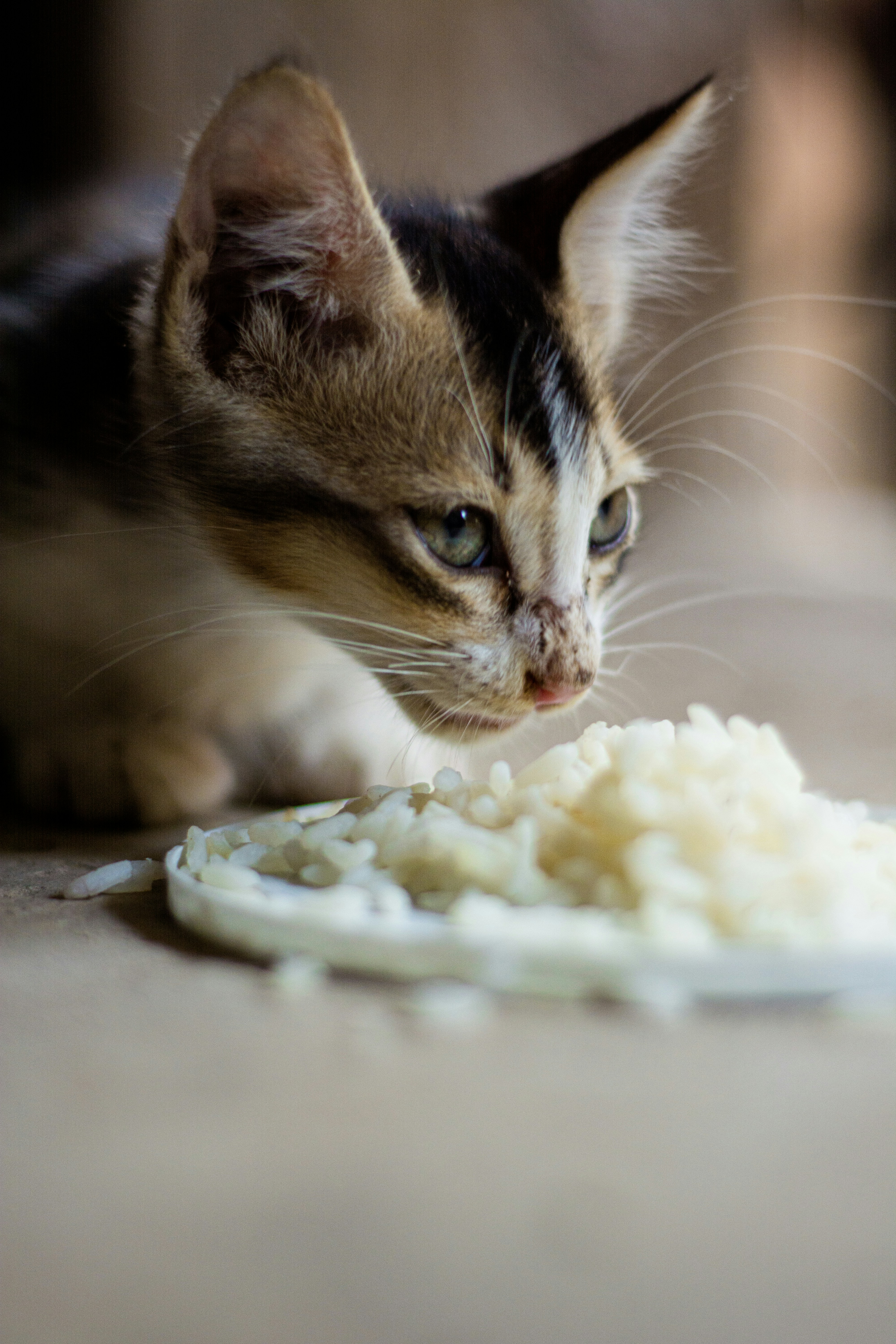 Why Does My Cat Knead After Eating? Decoding Your Feline's Post-Meal Ritual