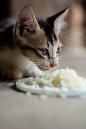 Should You Rotate Your Cat's Food? Proper Transition Methods & 7-Day Plan