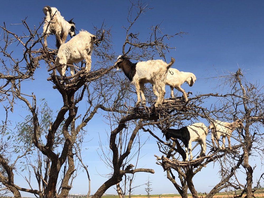 chèvres blanches sur une branche d’arbre brune pendant la journée
