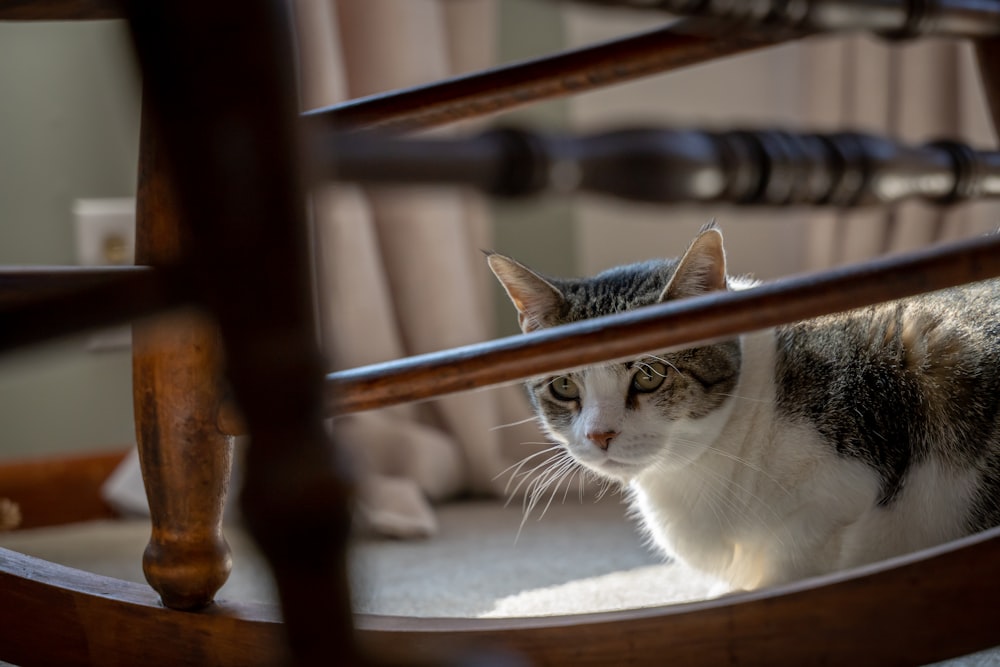 white and black cat on brown wooden chair