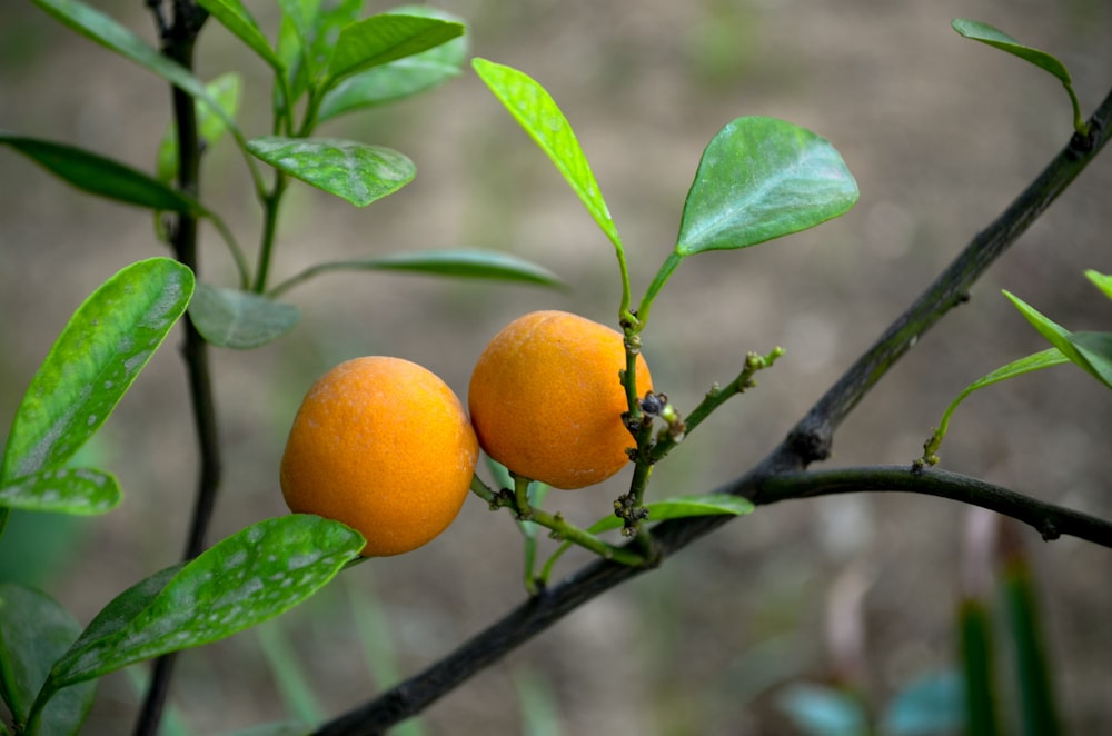 orange fruit on black metal fence