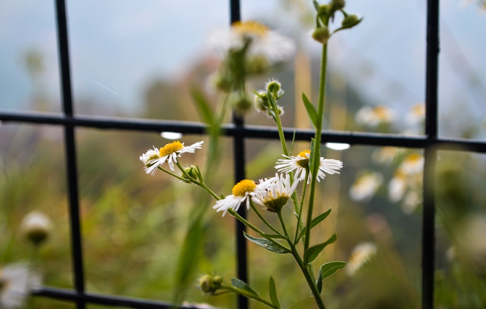 white and yellow flower in tilt shift lens