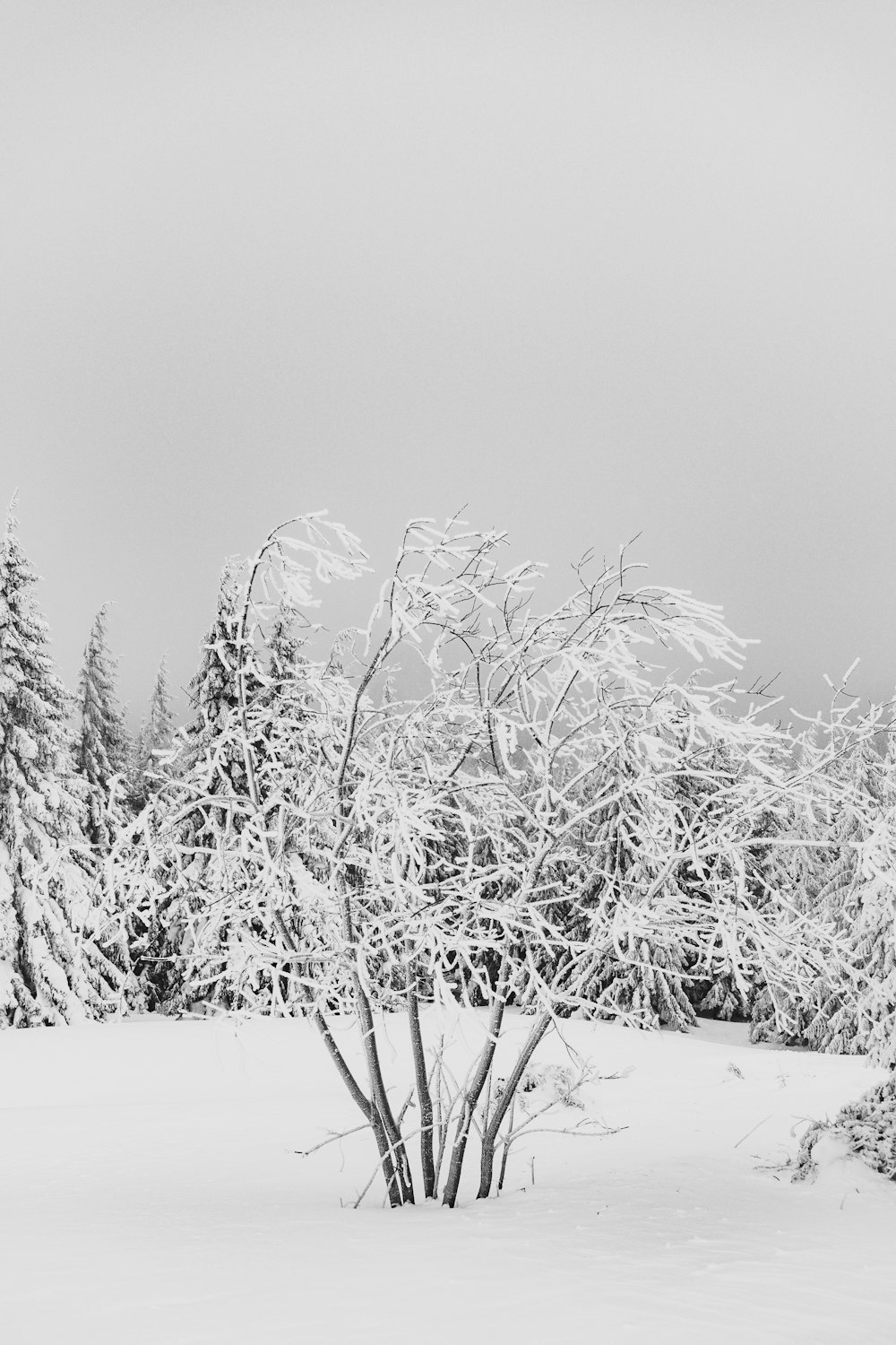 grayscale photo of grass on snow covered ground