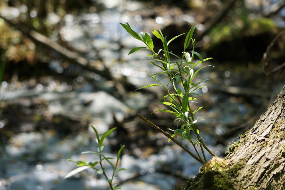 green plant in tilt shift lens