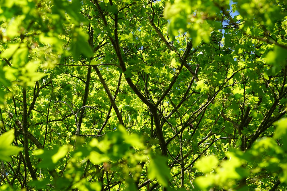 낮에는 녹색 잎 나무