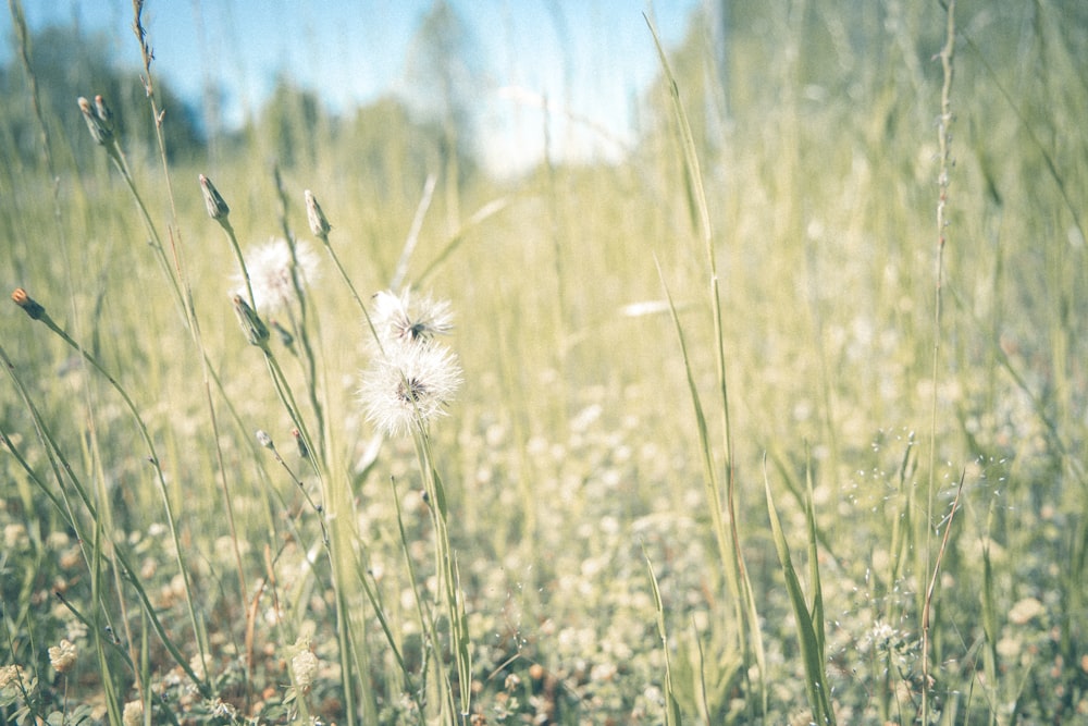 white dandelion flower in close up photography during daytime