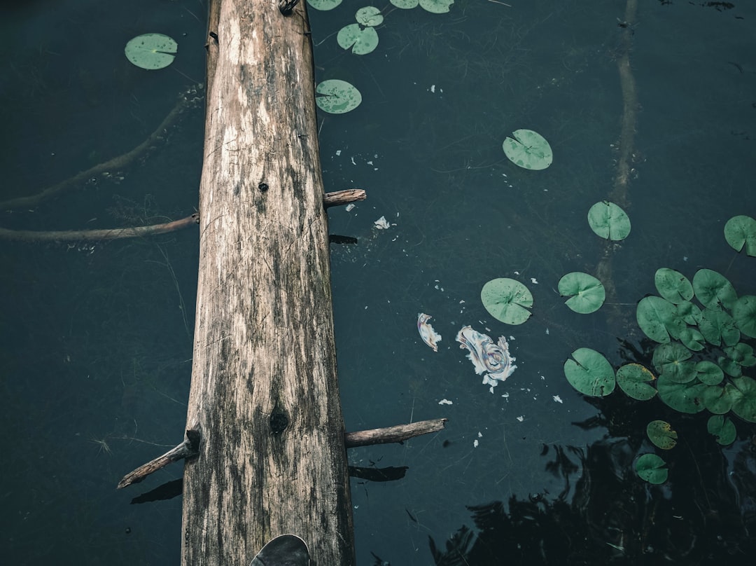 brown wooden stick on water