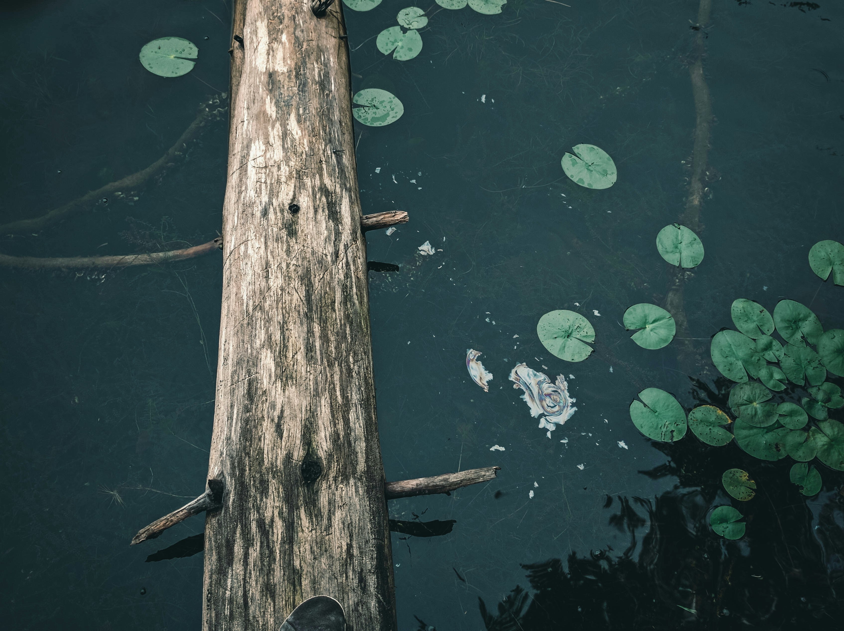 brown wooden stick on water