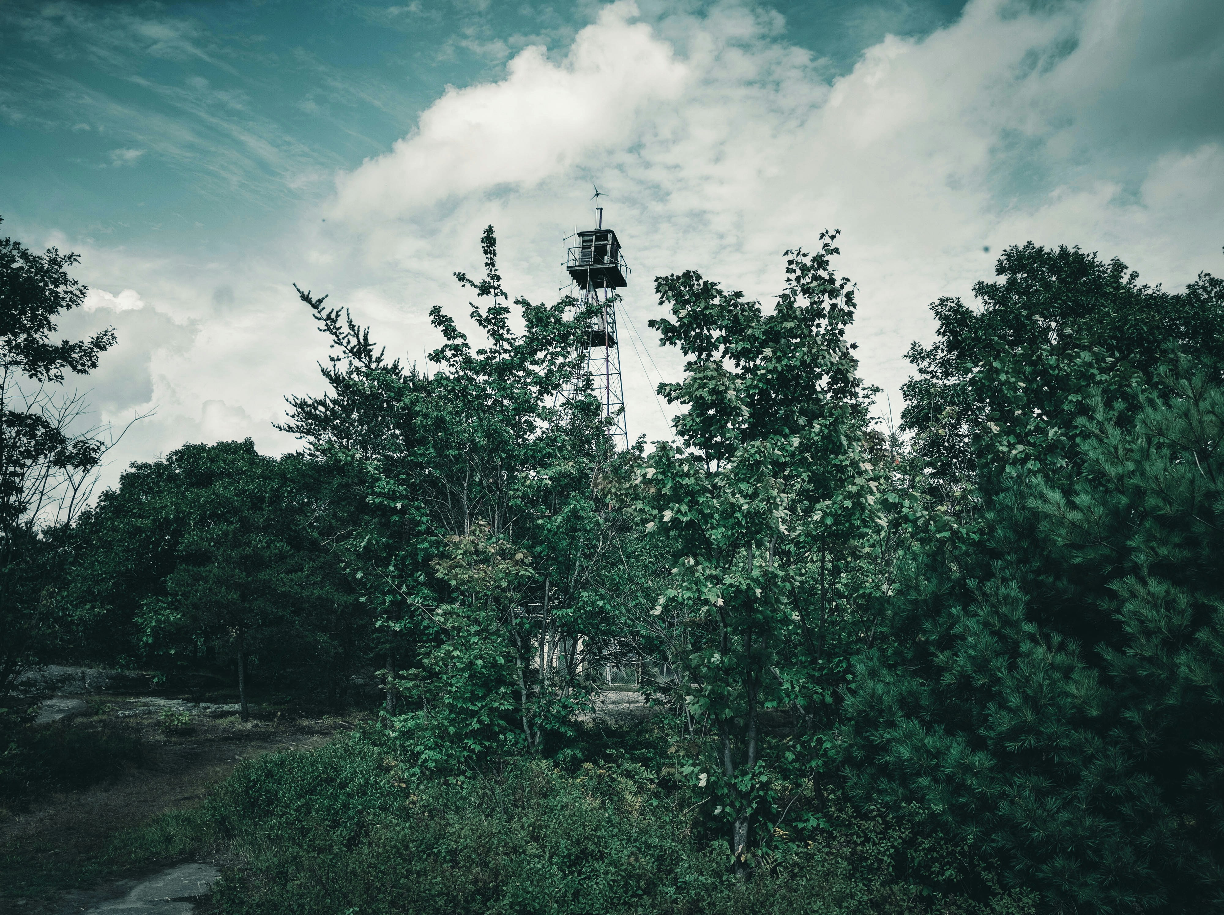 green trees under blue sky during daytime