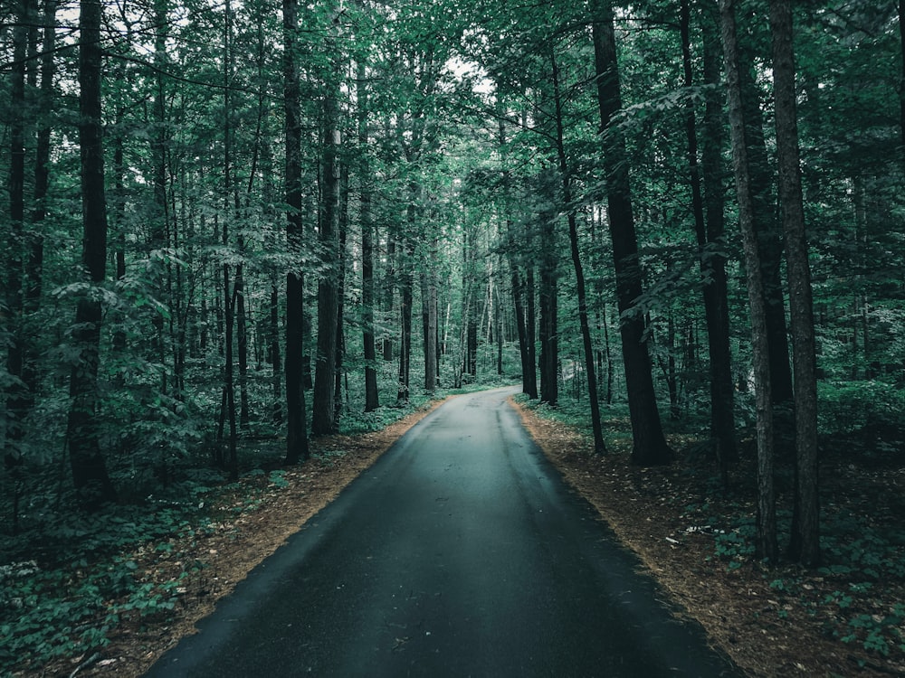 gray asphalt road between green trees during daytime