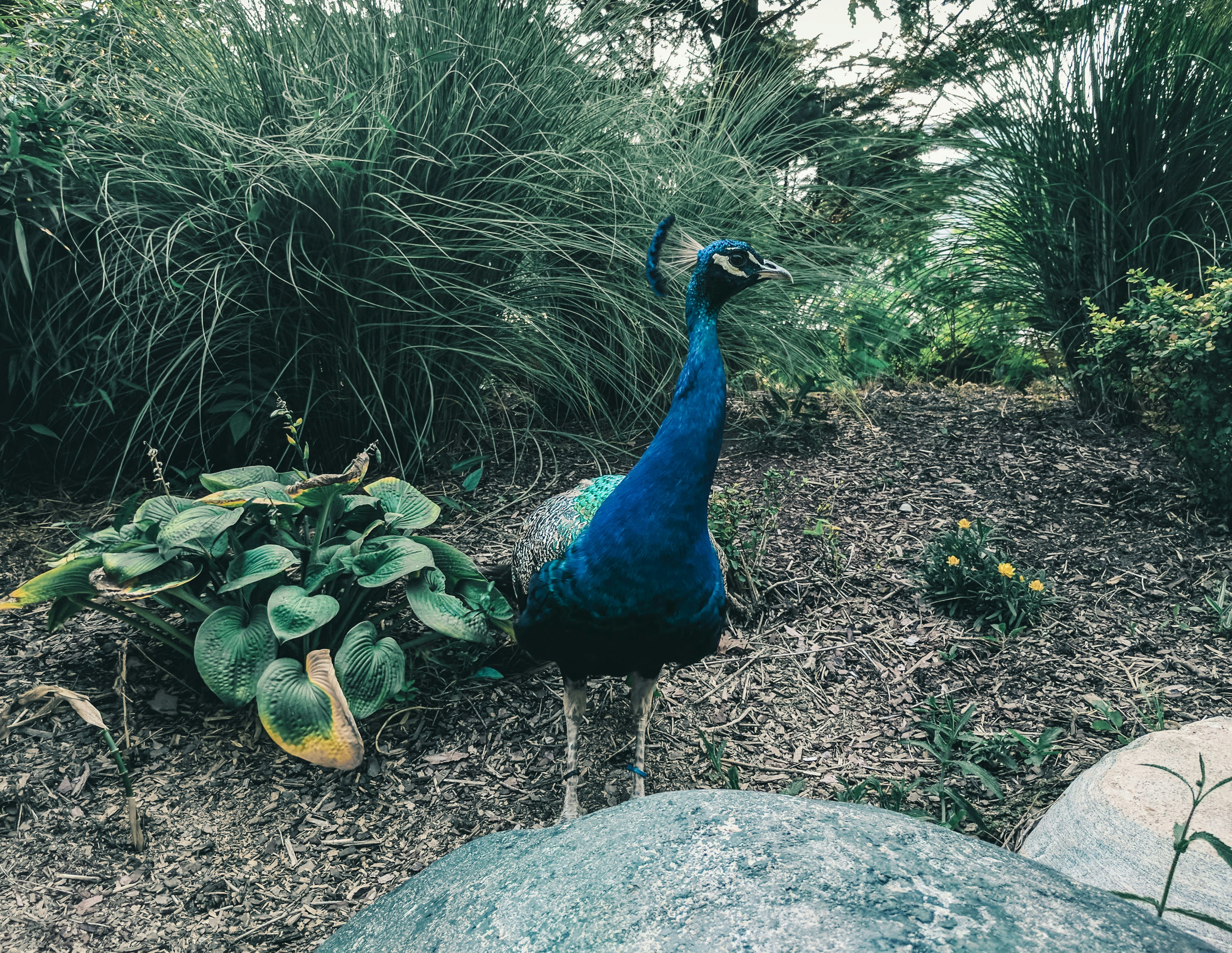 blue peacock on gray rock during daytime