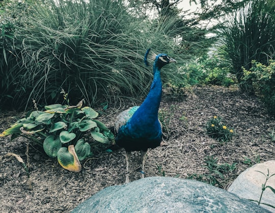 blue peacock on gray rock during daytime in Toronto Zoo Canada