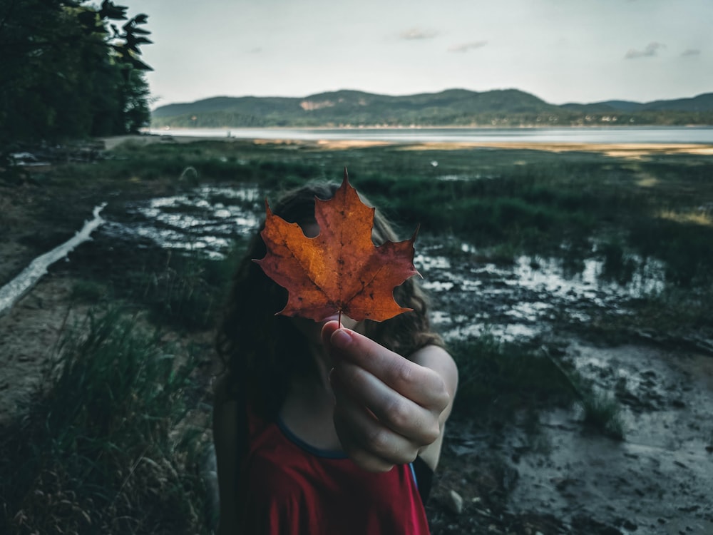 person holding brown maple leaf