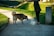 A person is standing on a path holding a leash attached to a white dog that is sitting down. Another larger brown dog is approaching the white dog with curiosity. The background shows green grass and a pathway.