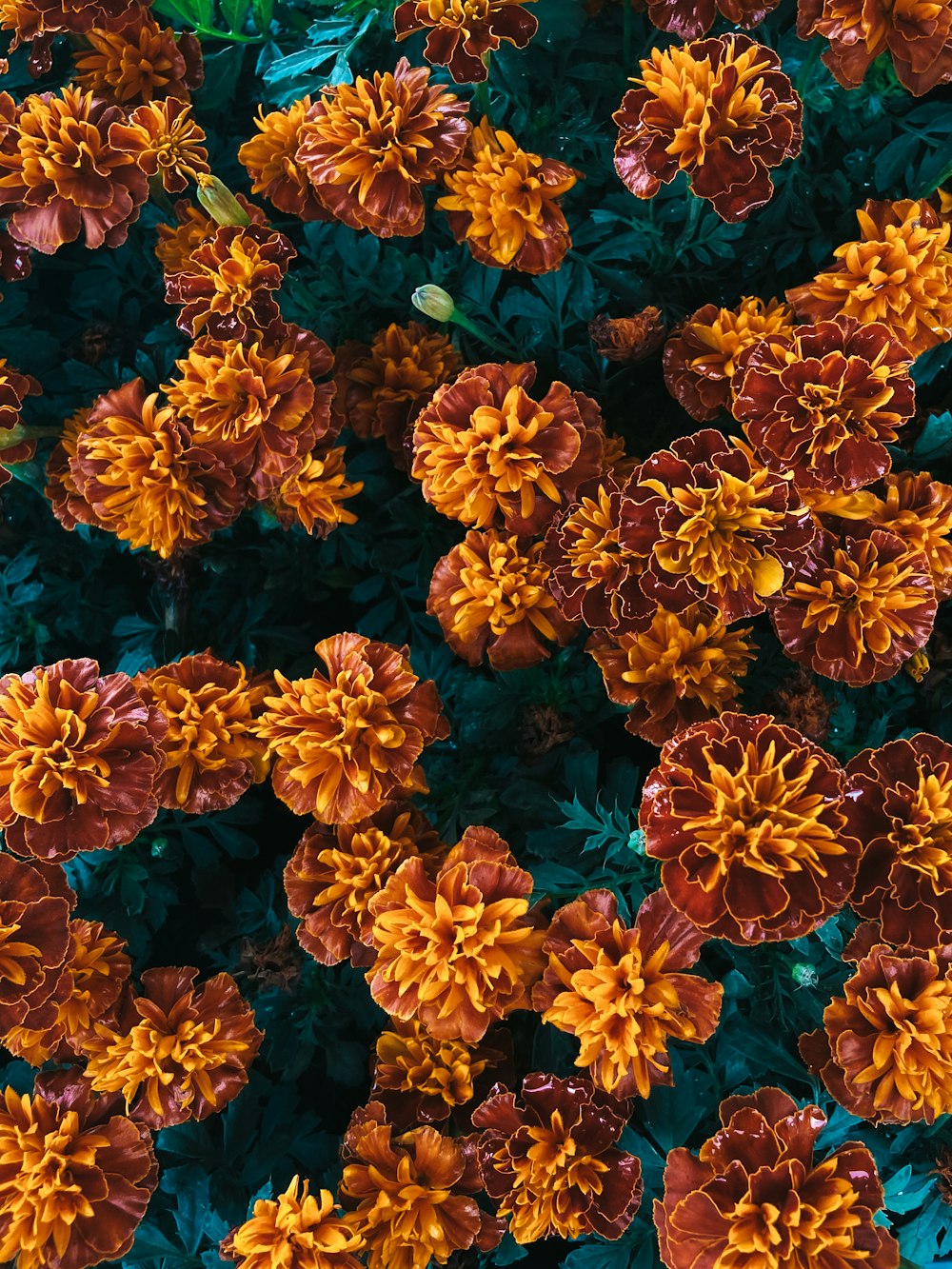 orange and blue flowers in bloom