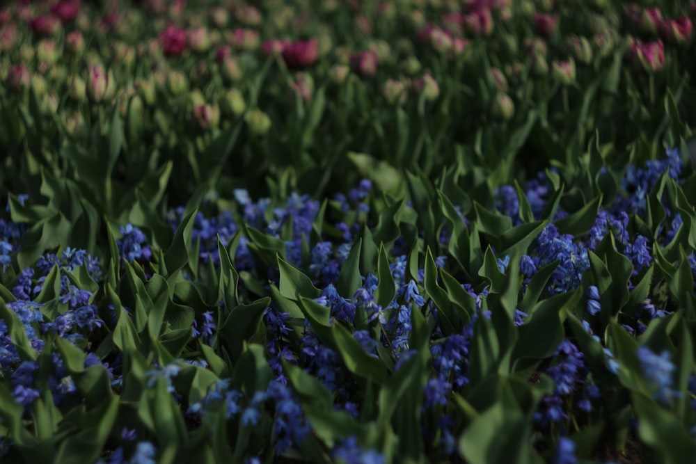 red flower on green grass field during daytime