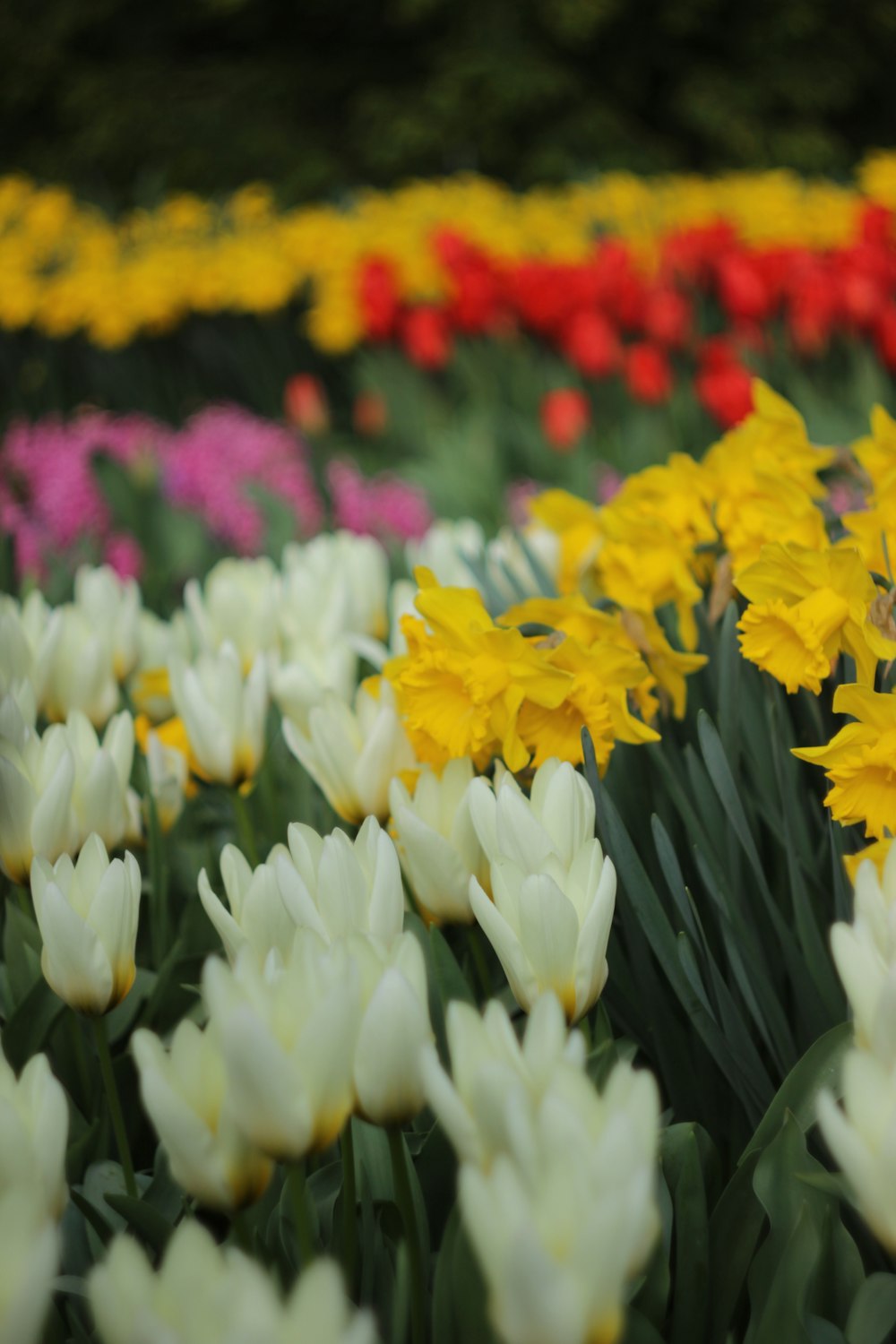 Weiße und gelbe Tulpen blühen tagsüber