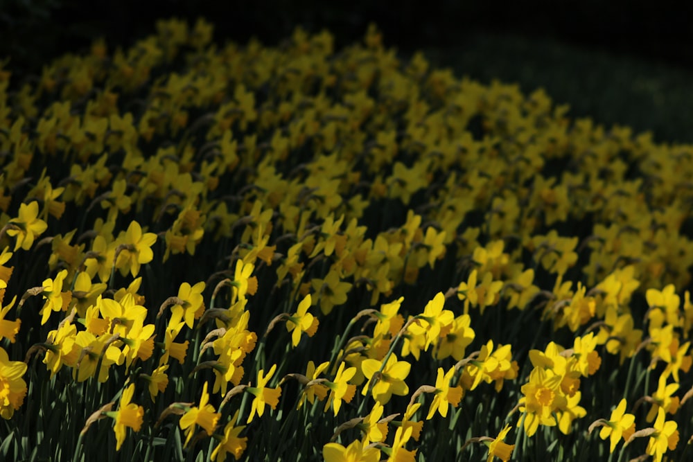 yellow flower field during daytime