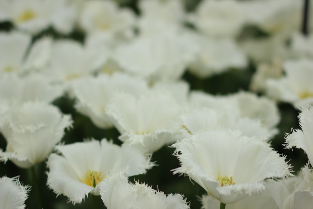 white flower in tilt shift lens