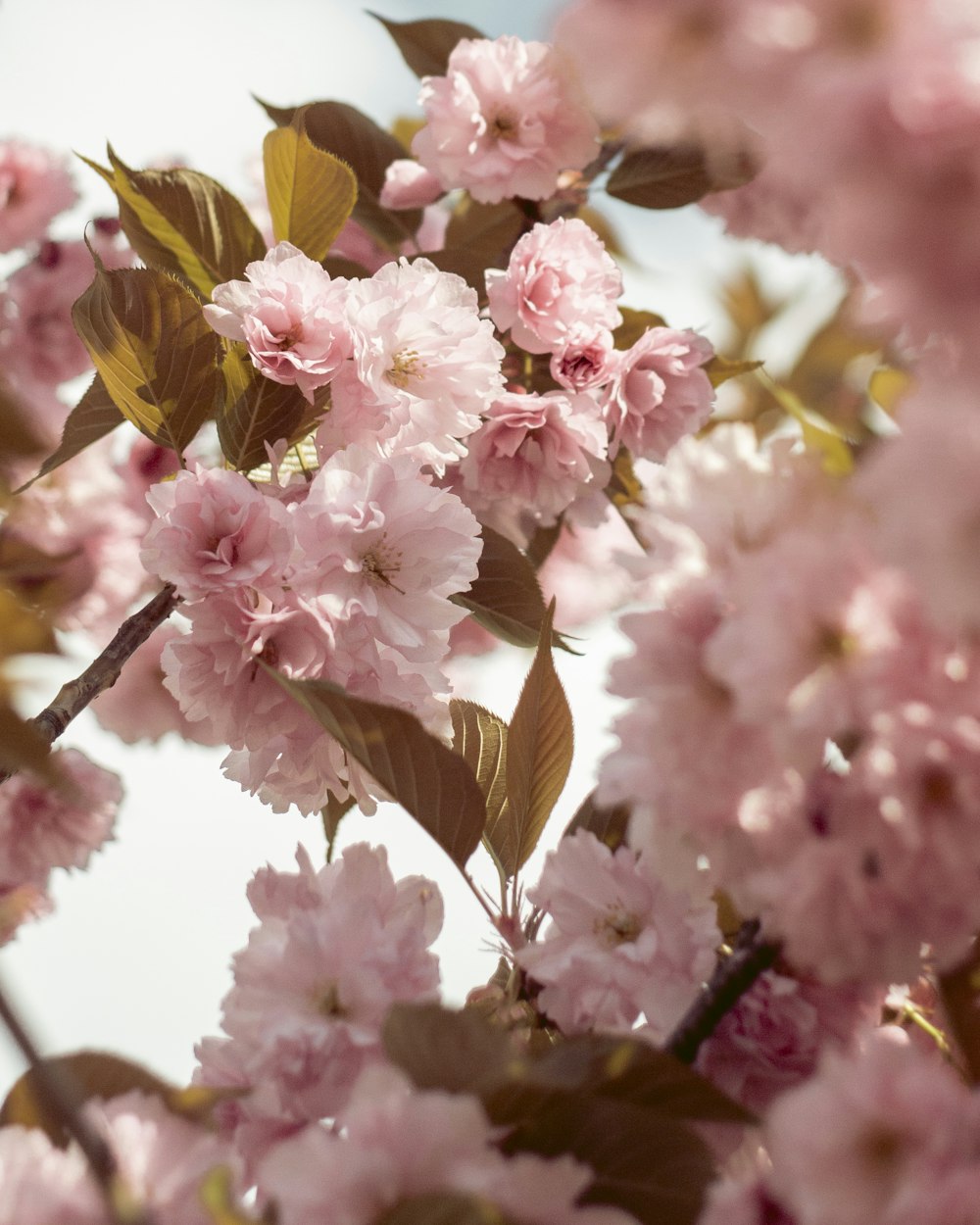 pink and white flowers in tilt shift lens