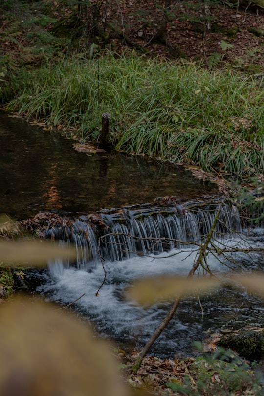 green grass on water stream in Parc national du Mont-Mégantic Canada