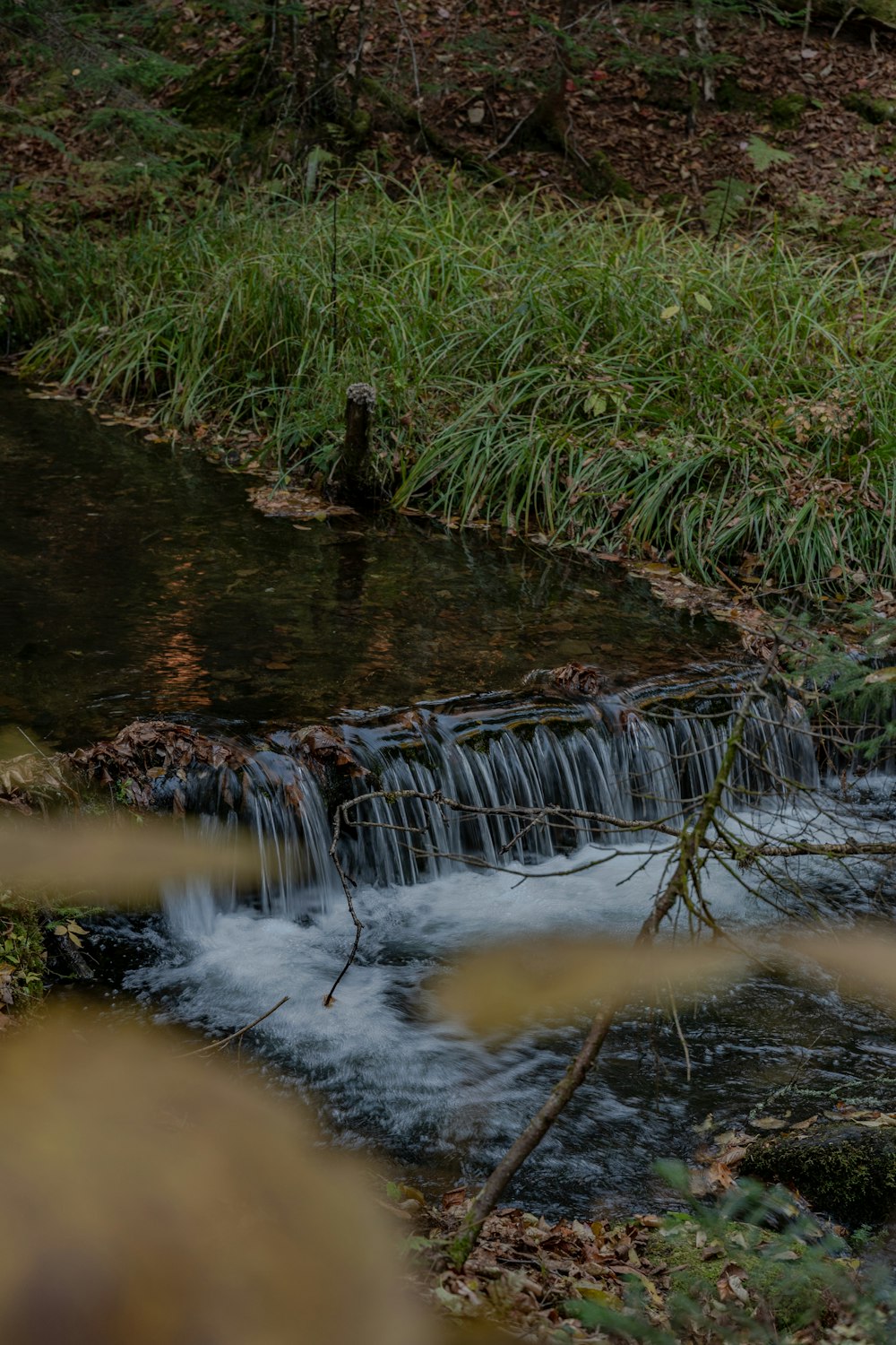 green grass on water stream