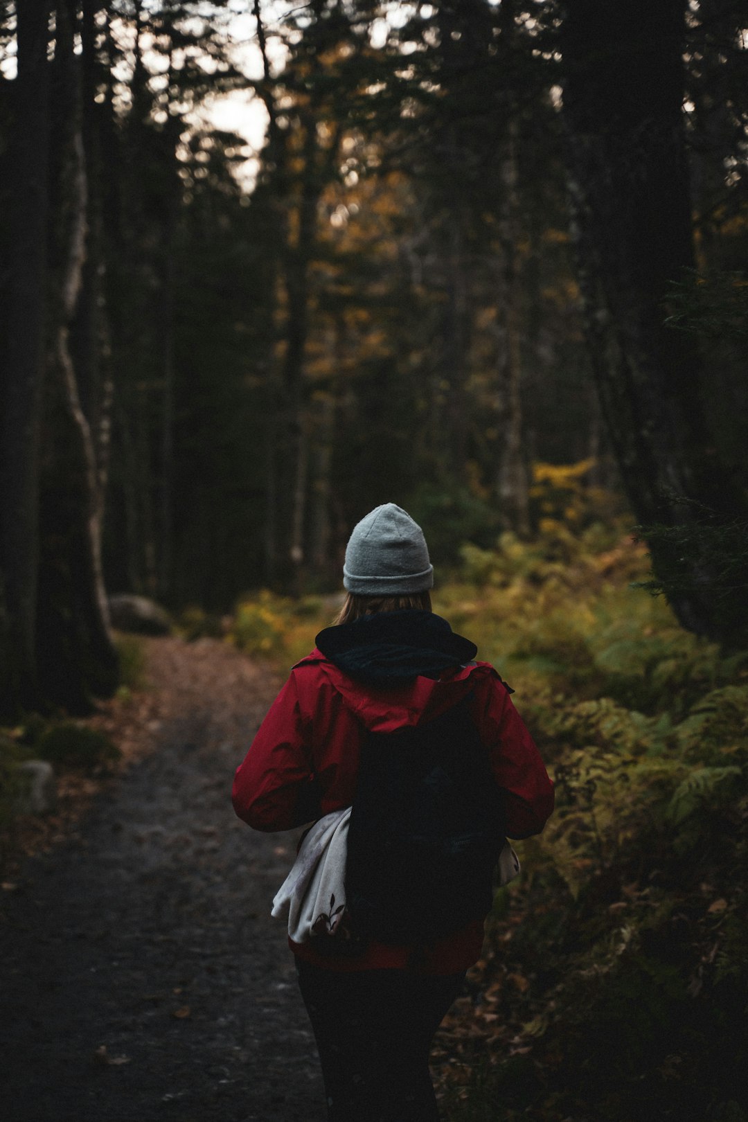 travelers stories about Forest in Parc national du Mont-Mégantic - Secteur de l'observatoire, Canada