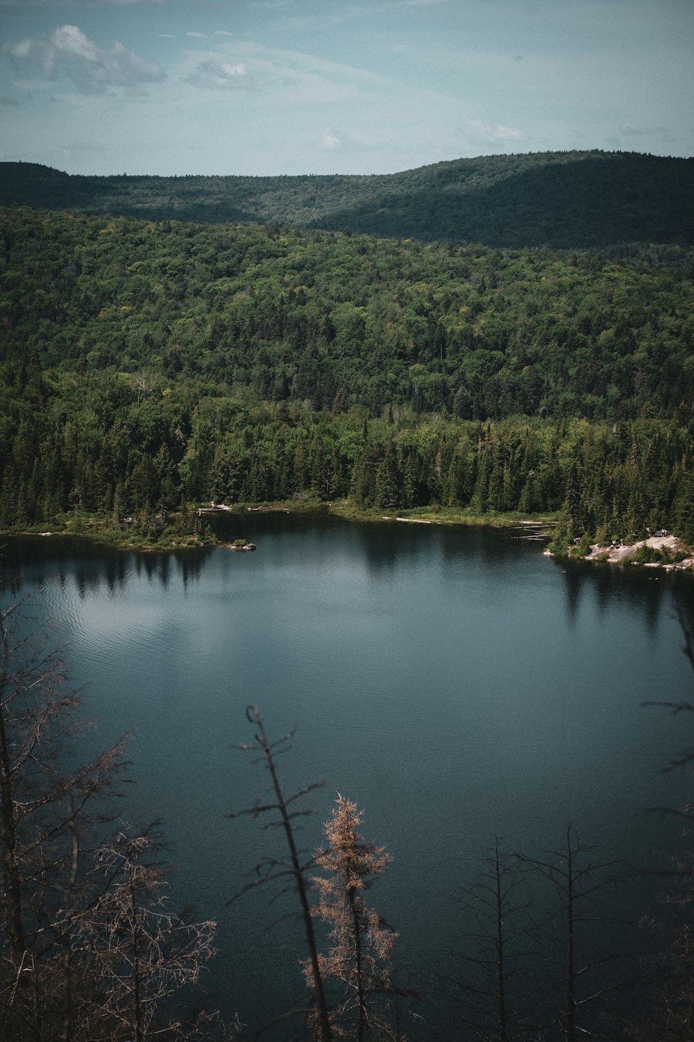 arbres verts au bord du lac pendant la journée