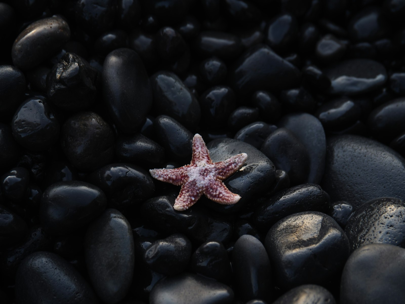 Olympus M.Zuiko Digital ED 14-150mm F4-5.6 II sample photo. Brown starfish on black photography