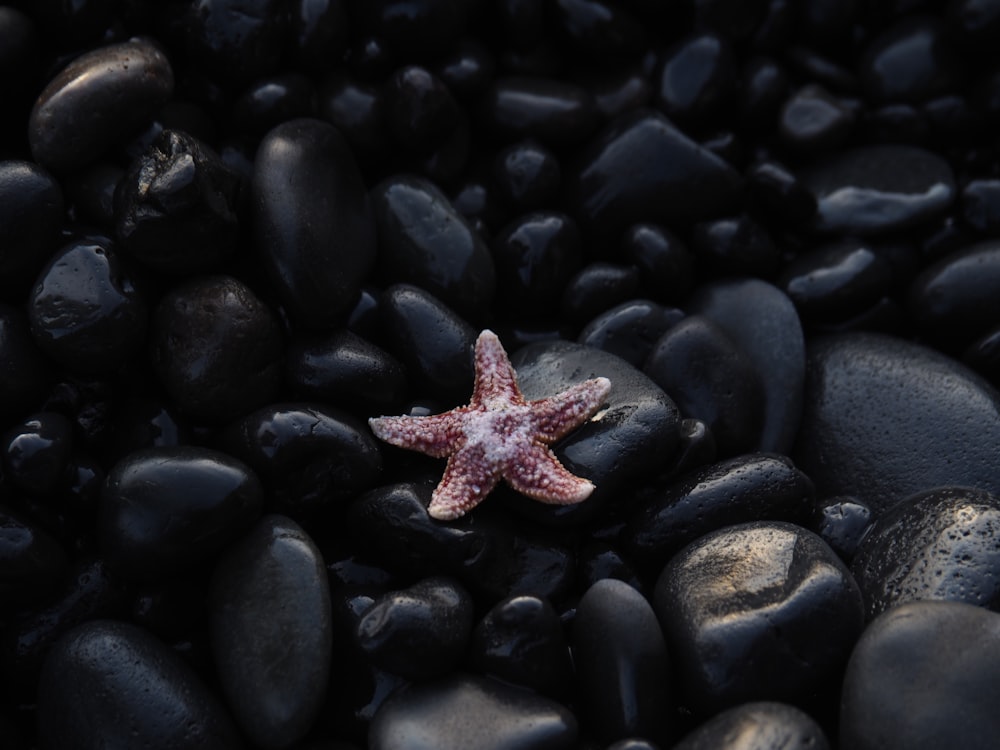 brown starfish on black and gray stones