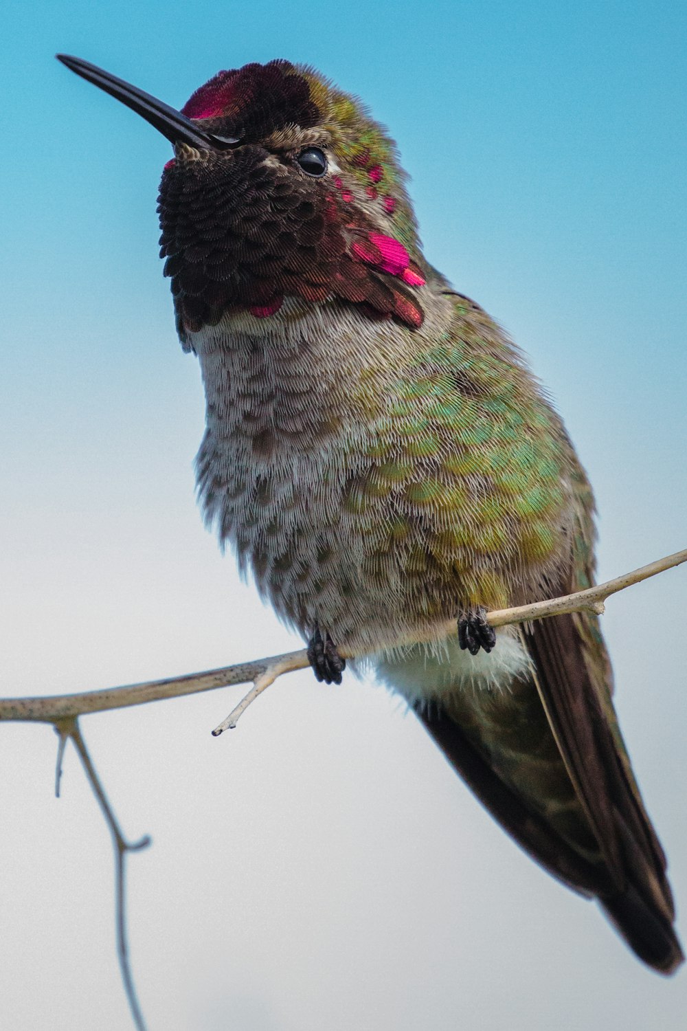 green and brown humming bird