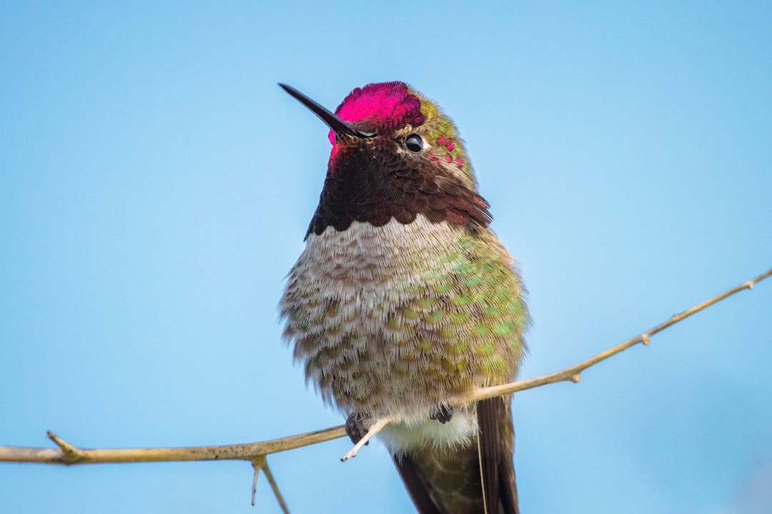 red green and brown bird on brown tree branch during daytime