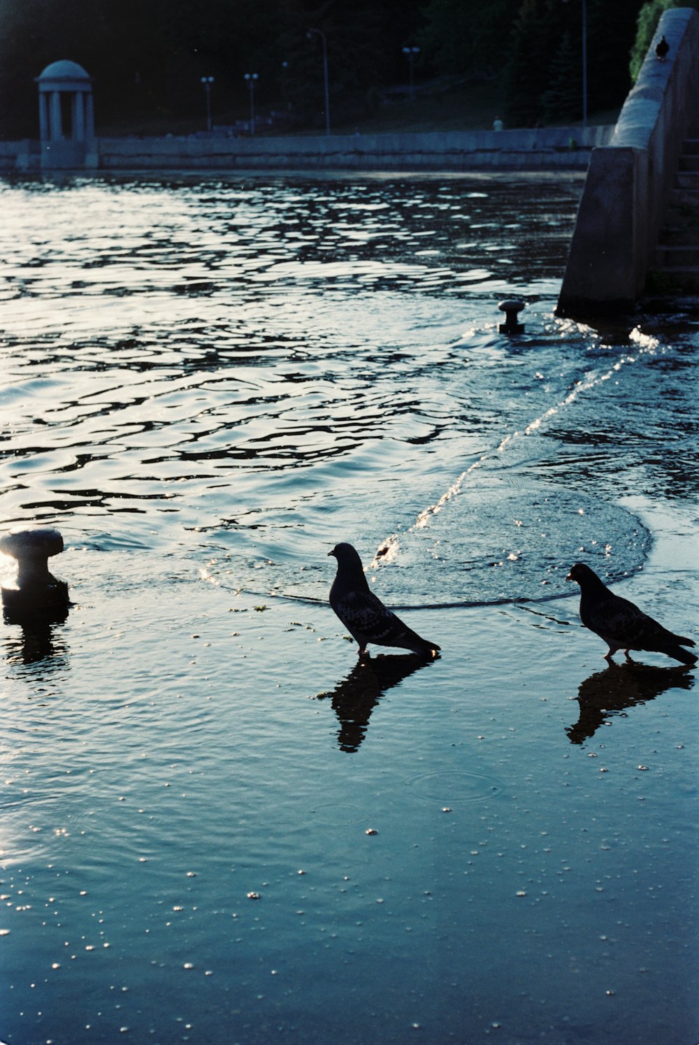 2 black birds on water during daytime