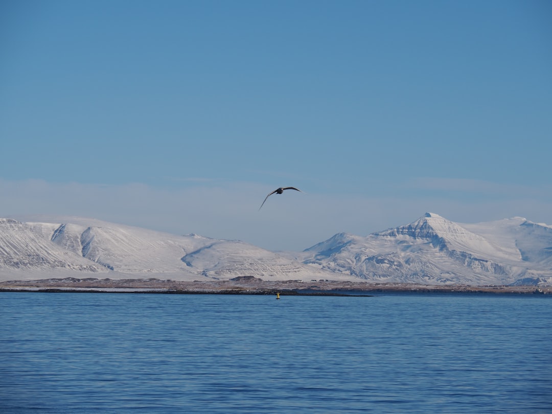 bird flying over the sea during daytime