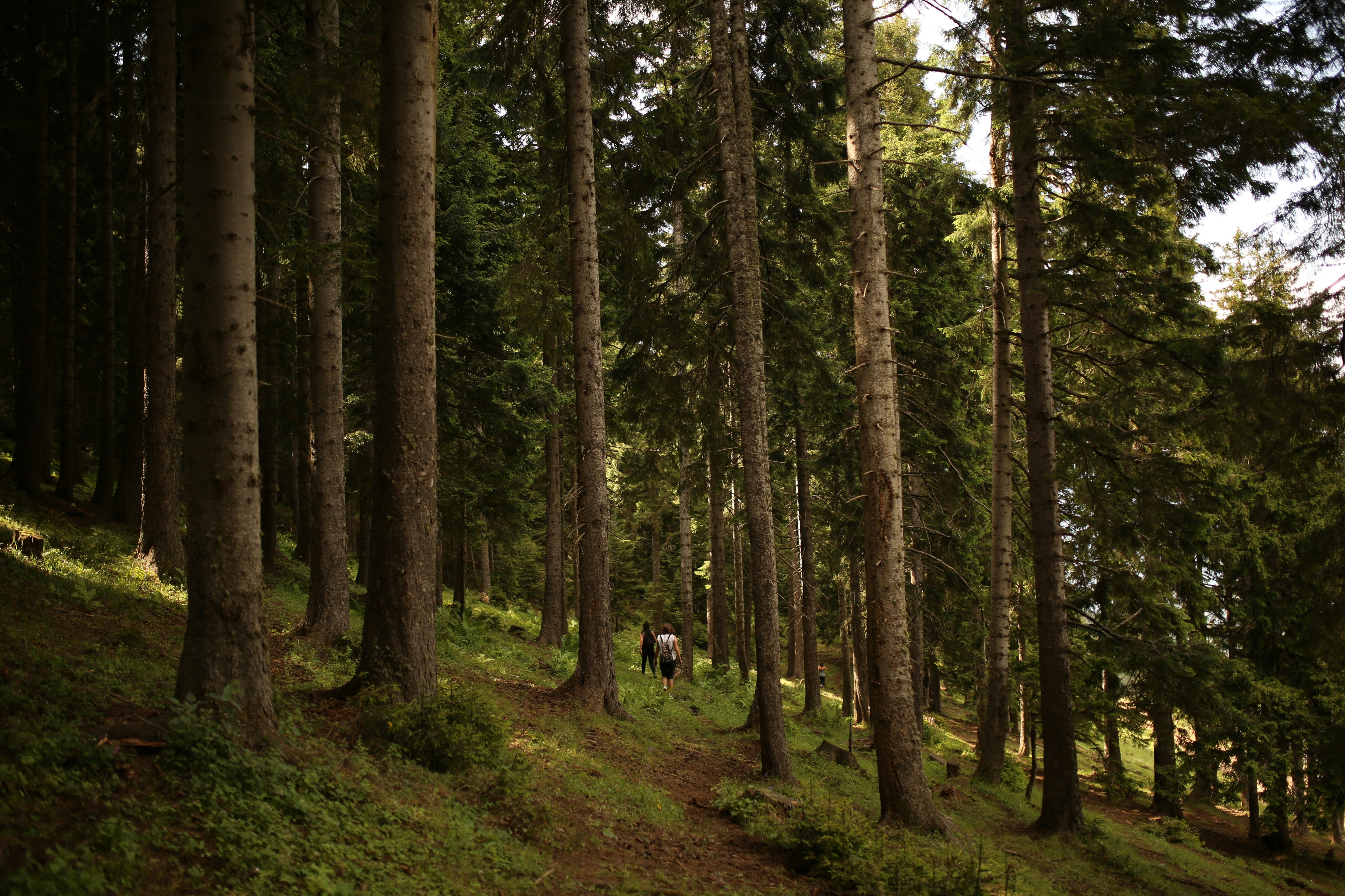 person in black jacket walking on green grass field surrounded by trees during daytime