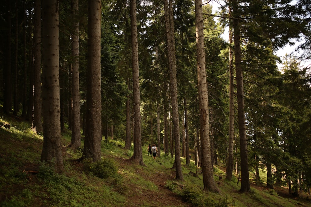 person in black jacket walking on green grass field surrounded by trees during daytime