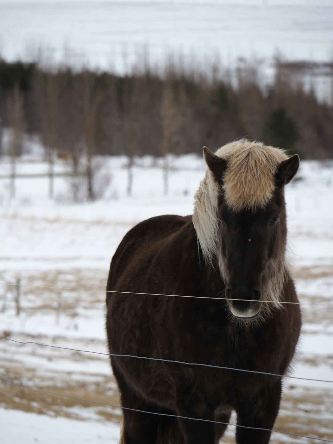 black horse on snow covered ground during daytime