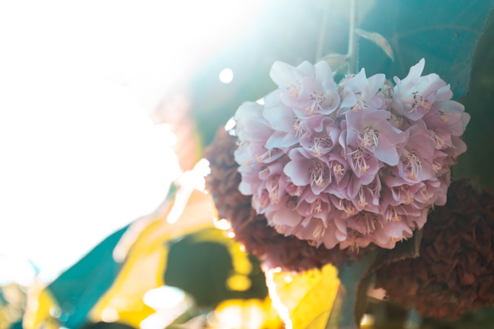 white and pink flower in close up photography