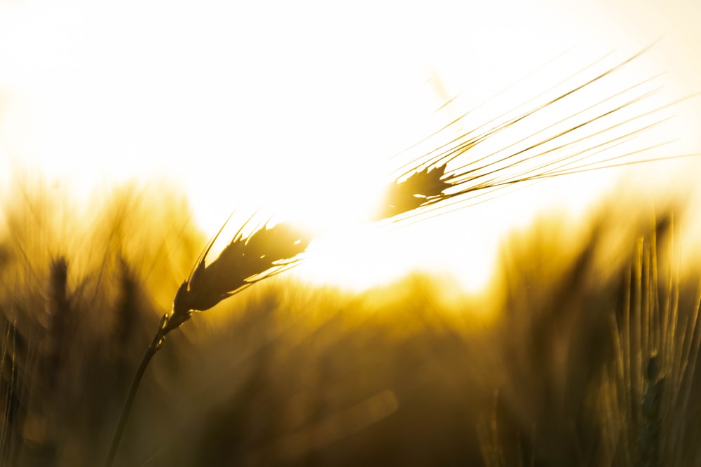 silhouette of grass during sunset