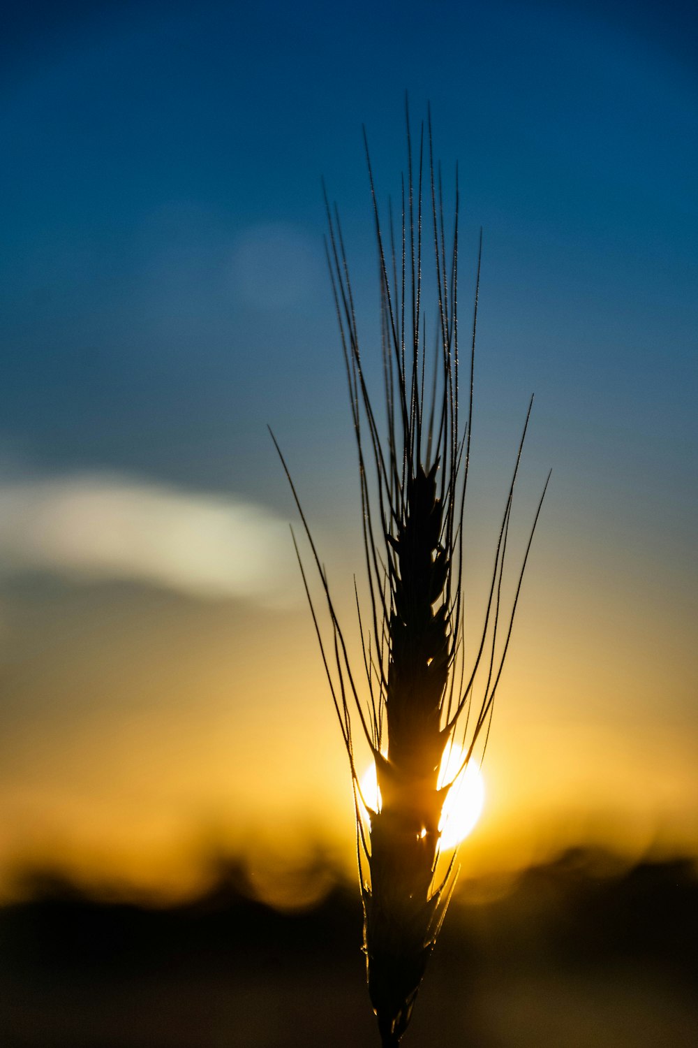 brown wheat during golden hour