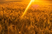 A field of wheat bathed in warm golden sunlight during sunset, with a prominent sunbeam cutting across the scene. The wheat stalks are densely packed, creating a textured, almost shimmering effect.