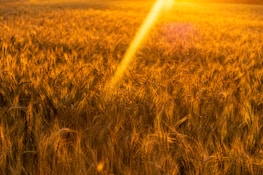 A field of wheat bathed in warm golden sunlight during sunset, with a prominent sunbeam cutting across the scene. The wheat stalks are densely packed, creating a textured, almost shimmering effect.