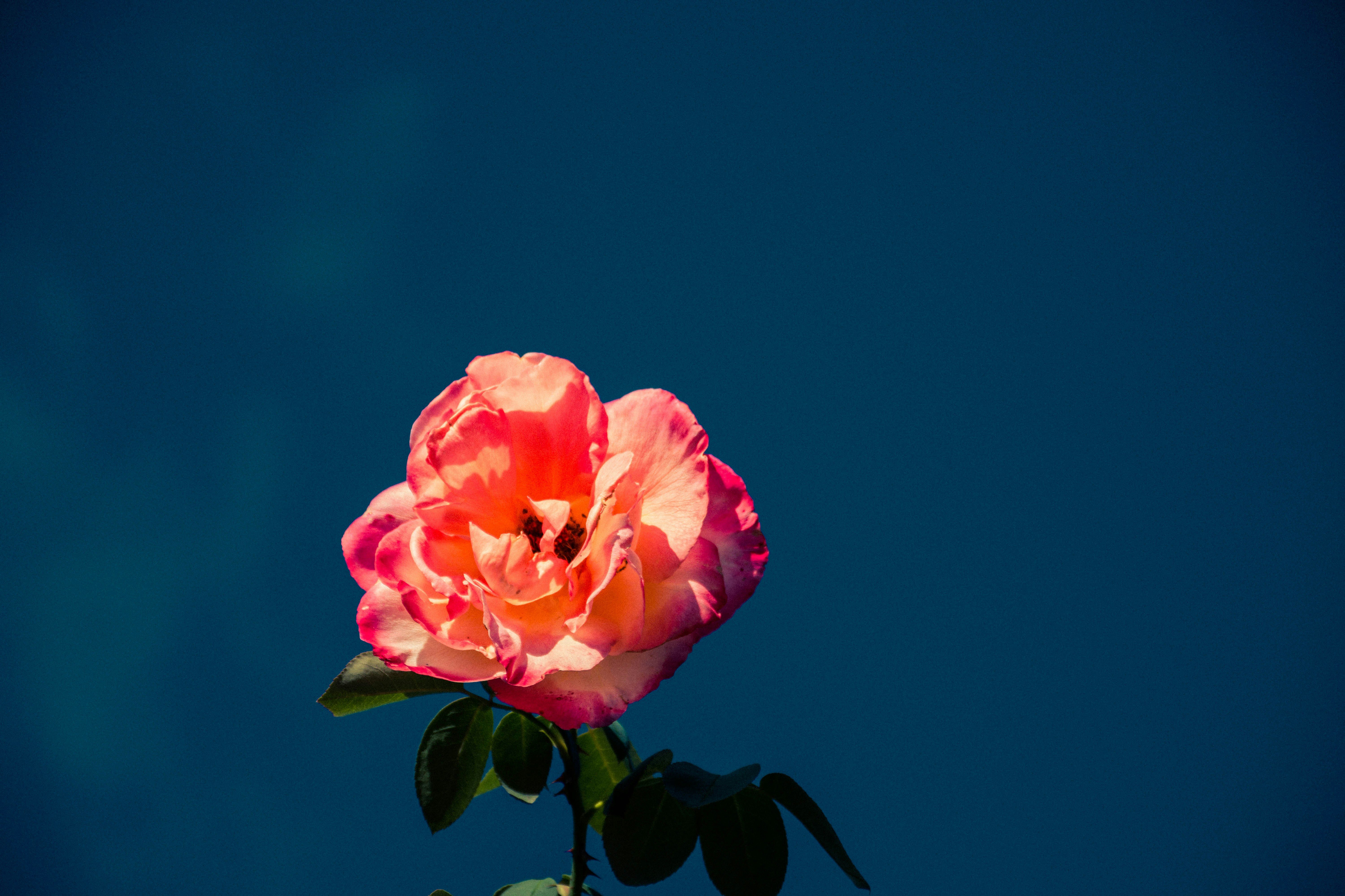 Photo by lucasgwendt