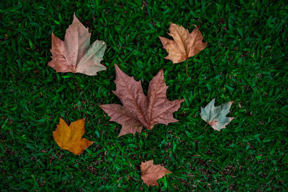 brown maple leaf on green grass