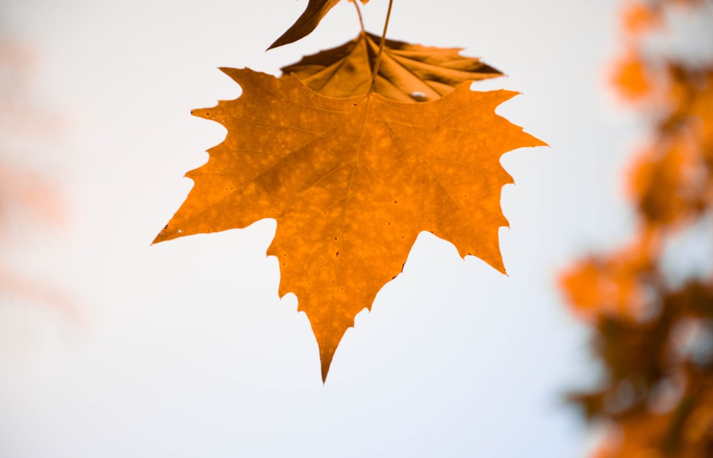 brown maple leaf on white background