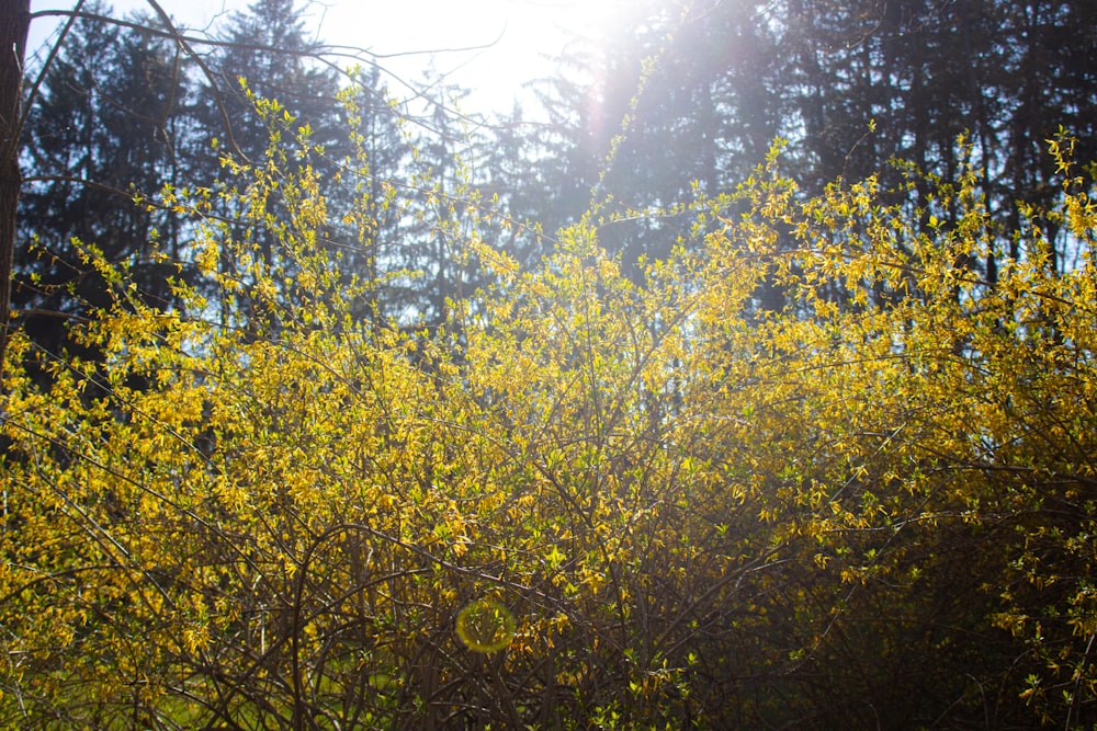 낮 동안 숲에 노란 꽃
